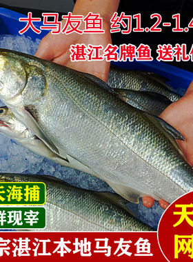 新鲜超大马友鱼马五午仔鱼