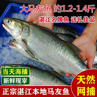 新鲜大马友鱼鲜活超大午鱼海捕竹午笋马鲅科湛江生鲜水产天然马五