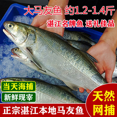 新鲜超大马友鱼马五午仔鱼