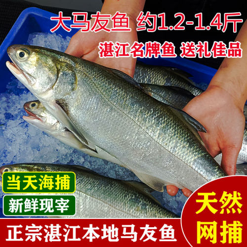 新鲜超大马友鱼马五午仔鱼