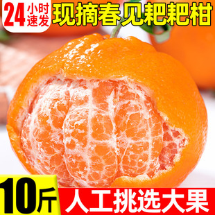 现摘耙耙柑春见橘子新鲜蜜橘当季时令水果应季桔子整箱粑粑柑橘