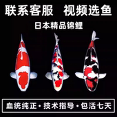 精品锦鲤活体观赏鱼淡水鱼冷水鱼日本锦鲤鱼红白大正三色孔雀昭和