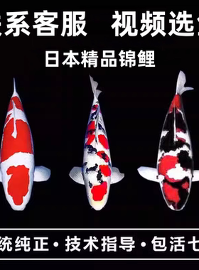 精品锦鲤活体观赏鱼淡水鱼冷水鱼日本锦鲤鱼红白大正三色孔雀昭和