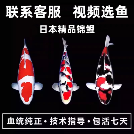 精品锦鲤活体观赏鱼淡水鱼冷水鱼日本锦鲤鱼红白大正三色孔雀昭和