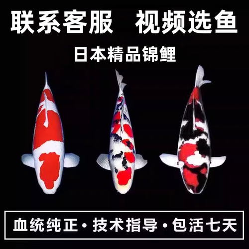 精品锦鲤活体观赏鱼大正三色昭和