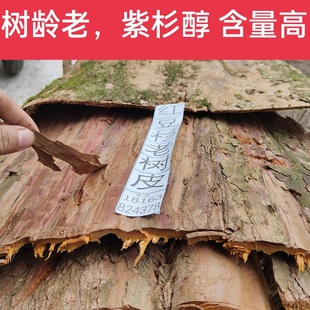 红豆杉树皮含紫杉醇赤柏松南方红豆杉皮树根果子中药材泡酒泡茶