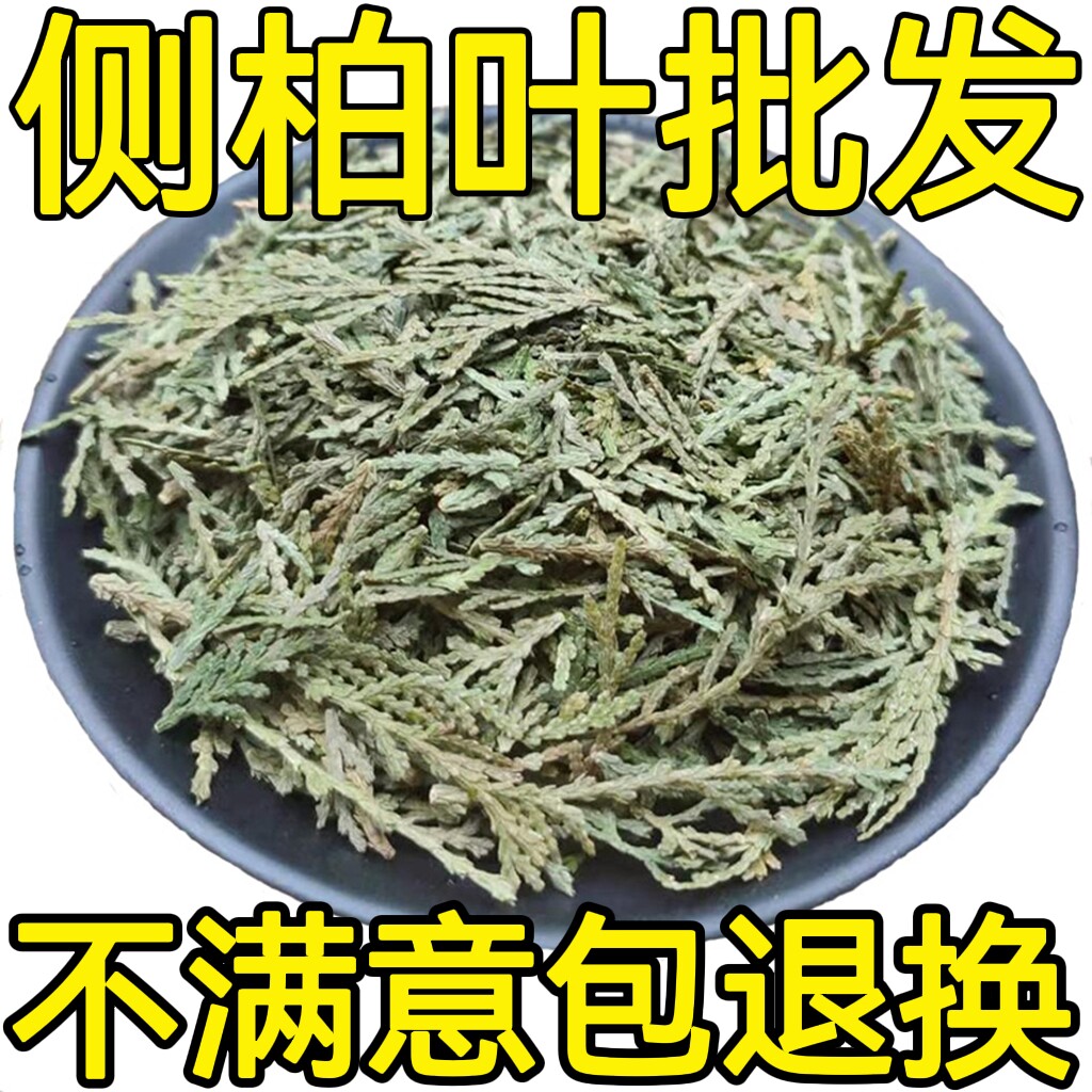 野生侧柏叶 扁柏叶 柏树叶侧柏叶粉500克另售侧柏叶洗发包 香柏波