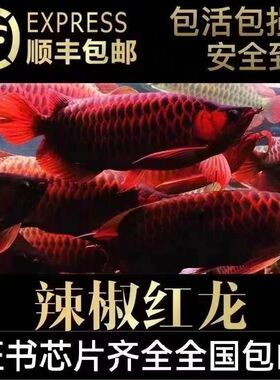 印尼红龙鱼活鱼大湖超血辣椒练手红龙金龙鱼幼苗热带淡水观赏鱼苗