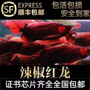 印尼红龙鱼活鱼大湖超血辣椒练手红龙金龙鱼幼苗热带淡水观赏鱼苗