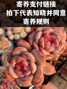 租台 包台  寄养协定  寄养链接