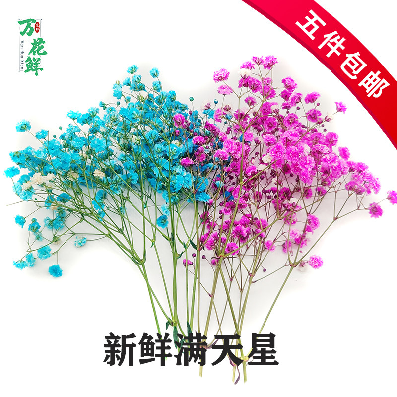 20g餐饮调酒摆盘装饰点缀鲜花