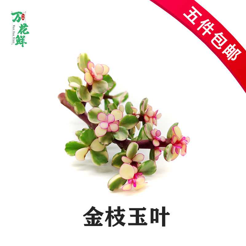 新鲜10支马齿苋摆盘装饰