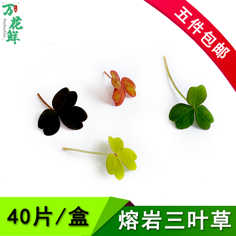 新鲜三叶草 醡浆草 熔岩酢浆草日料西餐装饰蛋糕花草中式烘焙