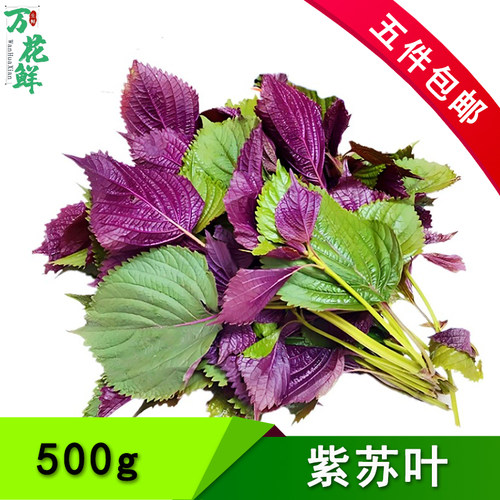新鲜紫苏叶500g农家食用饭店龙虾鱼虾蟹调料提香去腥香料紫苏
