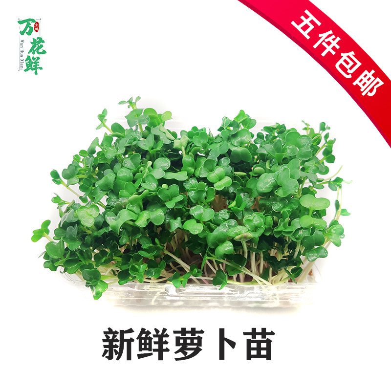 新鲜萝卜苗可食用100g盒装