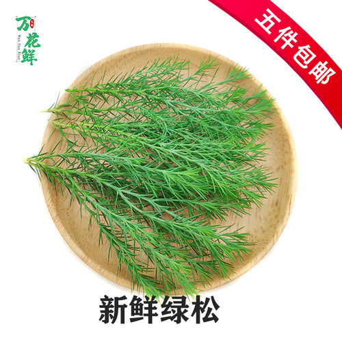 新鲜绿松绒松非黄金摆盘装饰柳芽