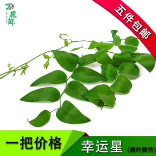 新鲜 幸运星 阔叶舞竹 熊猫竹 食用花草 酒店西餐摆盘装饰