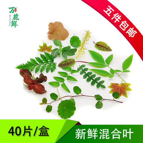 混合叶子摆盘装饰西餐叶子