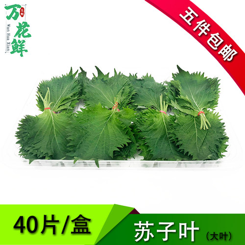 新鲜紫苏叶食用酒店饭店