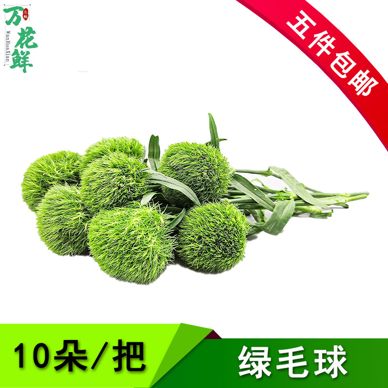 新鲜绿毛球 绿石竹10支 刺身海鲜姿造日料冷艺摆盘装饰点缀
