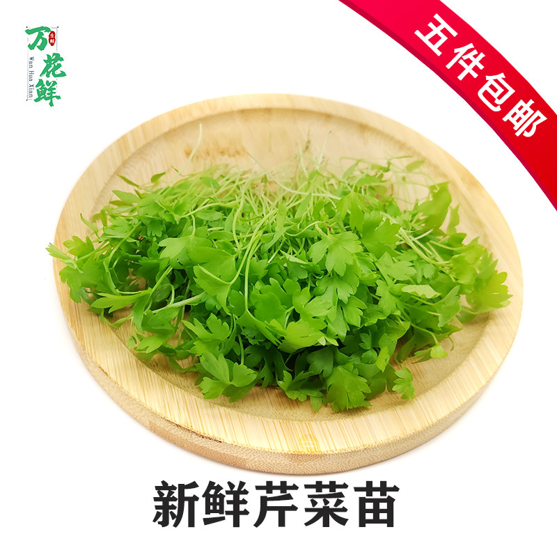 芹菜苗新鲜 西芹苗香芹苗 三叶香 10g酒店装饰摆盘点缀食用芽苗菜