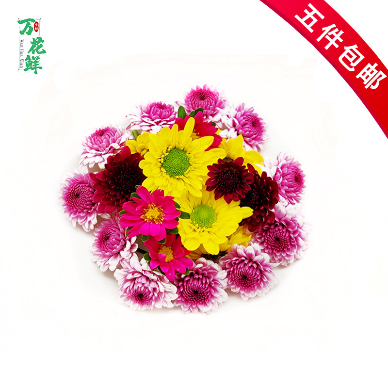 彩菊新鲜小黄菊紫雏菊酒店冷艺摆盘装饰鲜花 雏菊 绿球菊 迷你菊
