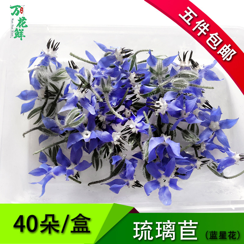 新鲜琉璃苣蓝星花食用西餐