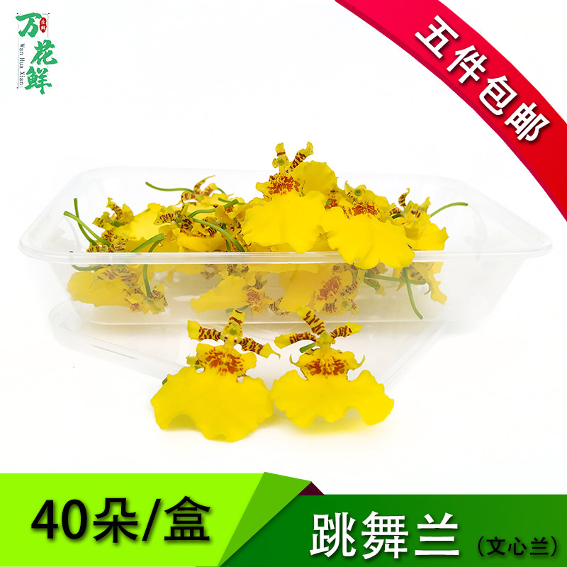 新鲜跳舞兰文心兰食用摆盘装饰