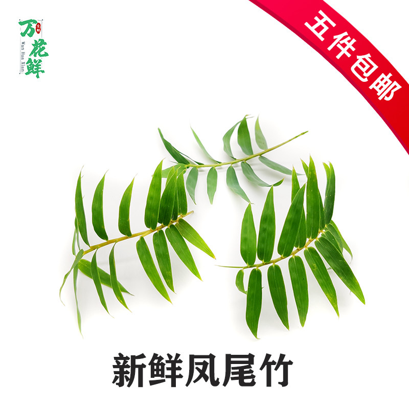 凤尾竹新鲜小竹叶20片西餐日料