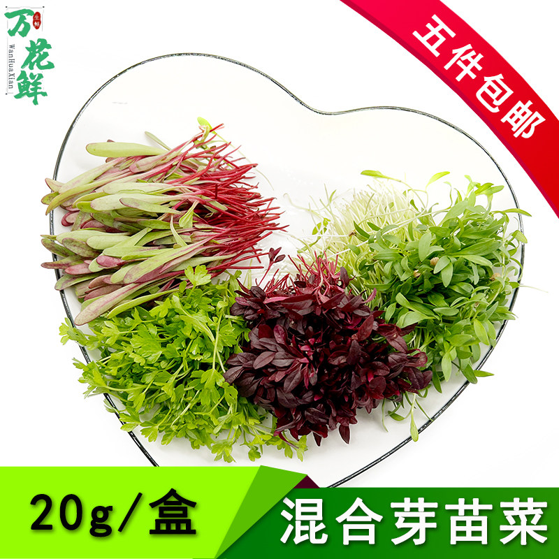 芽苗菜摆盘装饰可食用芽苗菜