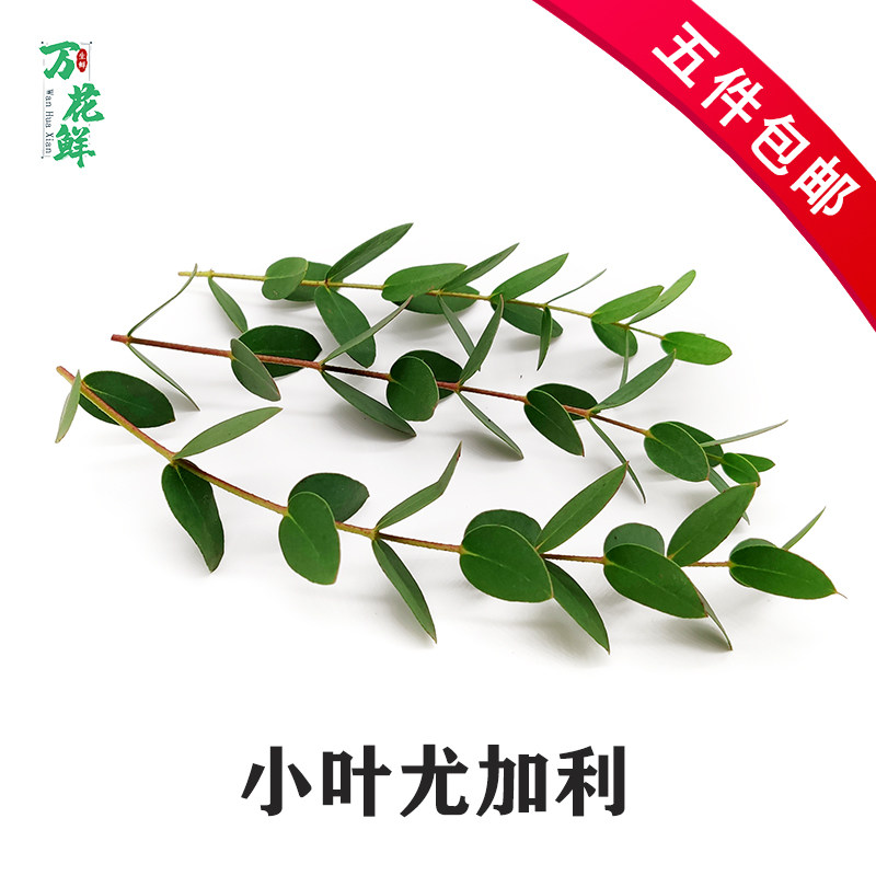 新鲜小叶尤加利 尤加利叶15支酒店西餐摆盘花草烘焙蛋糕装饰点缀
