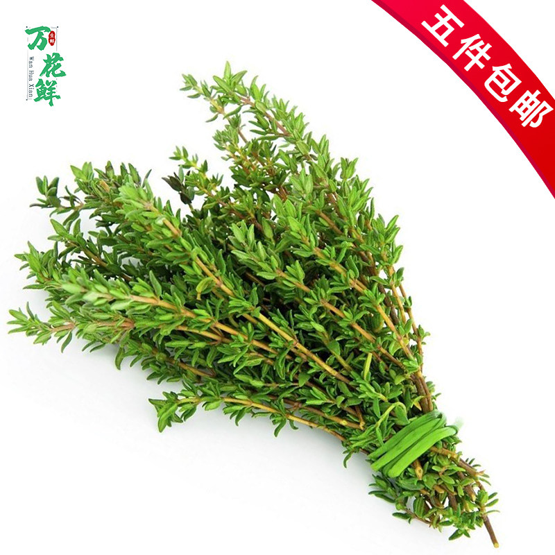 百里香新鲜食用250g腌制