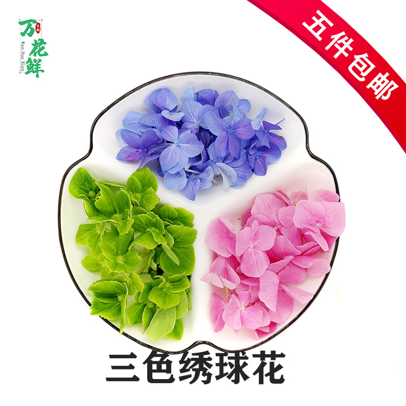 新鲜绣球花红蓝绿三色摆盘装饰