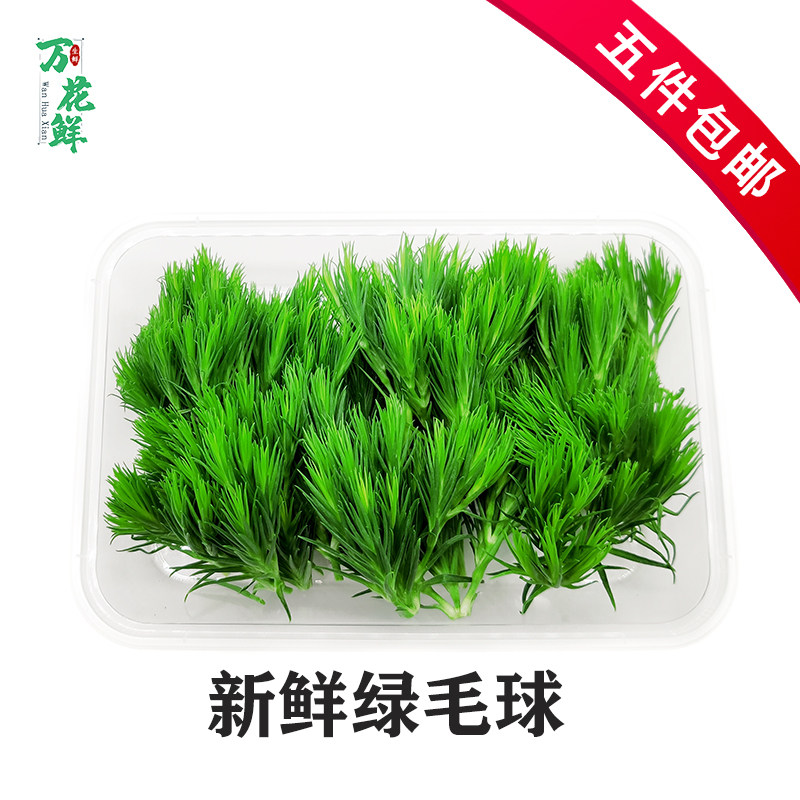 新鲜绿毛球绿石竹30g烘焙日料