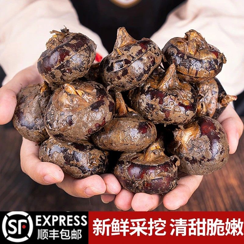 新鲜马蹄荸荠5斤装当季水果蔬菜脆甜爽口地栗带泥发货现挖现发