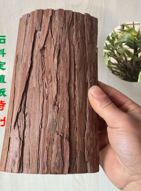 石斛杉树皮板替代专用种植