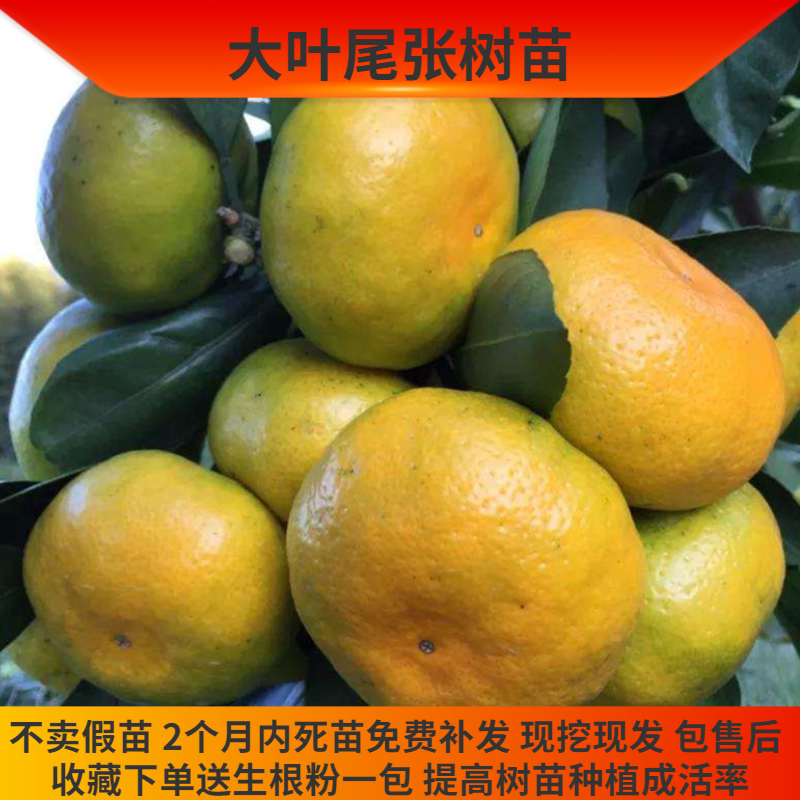 大叶尾张晚熟蜜桔耐储存糖度高
