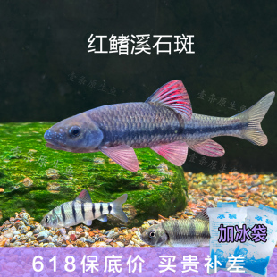 红腹溪石斑光唇鱼溪流缸原生缸草缸冷水鱼群游好养耐活观赏鱼