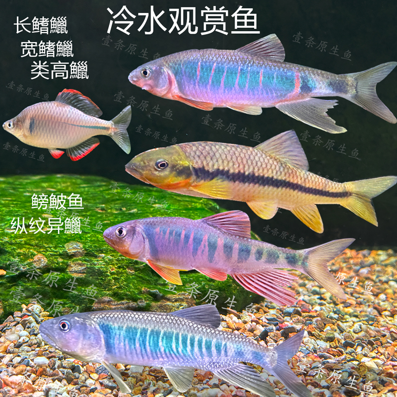 长鳍鱲宽鳍鱲溪石斑马口鱼鳑鲏鱼小条鳅爬岩鳅原生鱼溪流缸冷水鱼