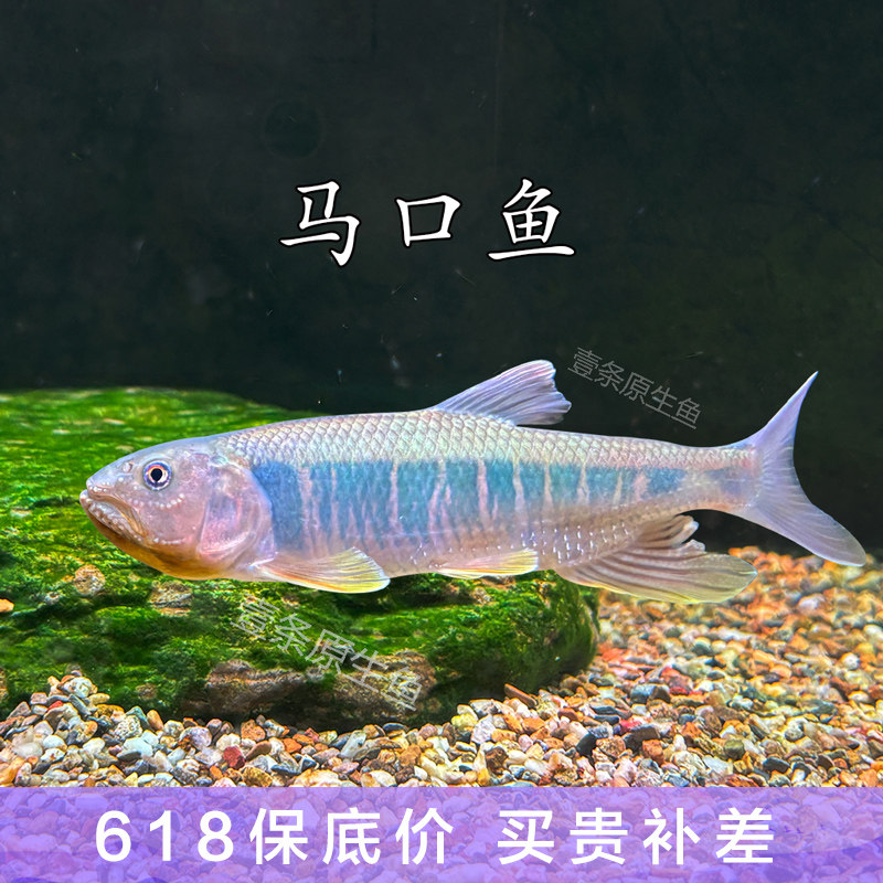 马口鱲原生鱼马口鱼大彩马发色鱼溪流缸好养耐活观赏鱼淡水鱼活体