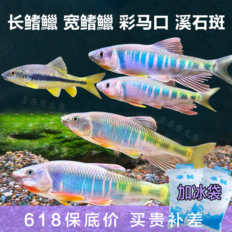 原生鱼长鳍鱲发色宽鳍鱲溪石斑彩马口鱼观赏冷水鱼活体淡水鱼耐养