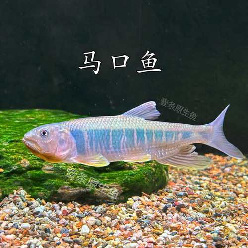 马口鱲原生鱼马口鱼大彩马发色鱼溪流缸好养耐活观赏鱼淡水鱼活体