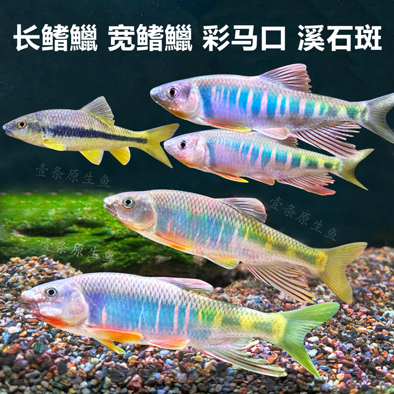 原生鱼长鳍鱲发色宽鳍鱲溪石斑彩马口鱼观赏冷水鱼活体淡水鱼耐养
