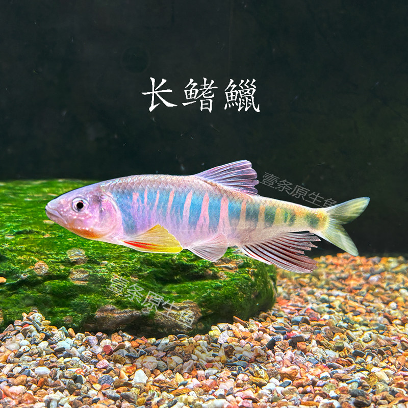 长鳍鱲观赏鱼冷水鱼群游鱼好养耐活溪流鱼原生缸溪哥马口鱼宽鳍鱲
