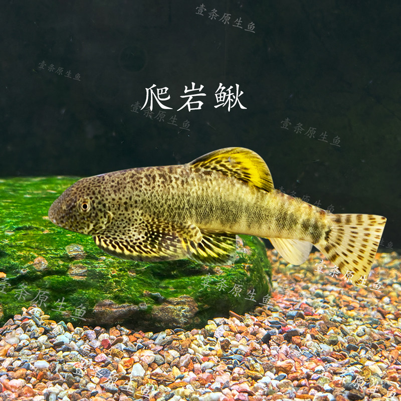 爬岩鳅双吸盘冷水清道夫吸鳅除藻不加温琵琶鱼小提琴清洁工原生鱼,宠物/宠物食品及用品,鱼,淘宝优惠券,粉丝福利购,淘宝优惠卷