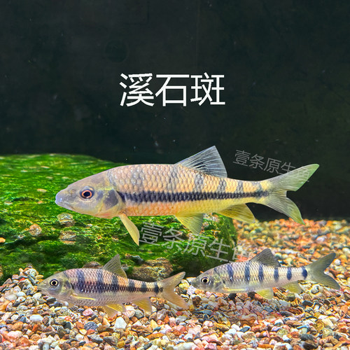 溪石斑鱼淡水光唇鱼原生态冷水观赏鱼活体小型淡水鱼好养群游鱼淡