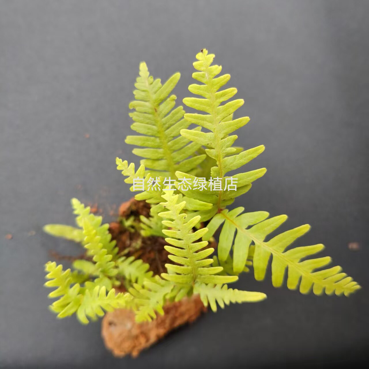 原生态蕨类植物幼苗迷你小蕨微景观造景生态瓶耐湿耐阴室内绿植