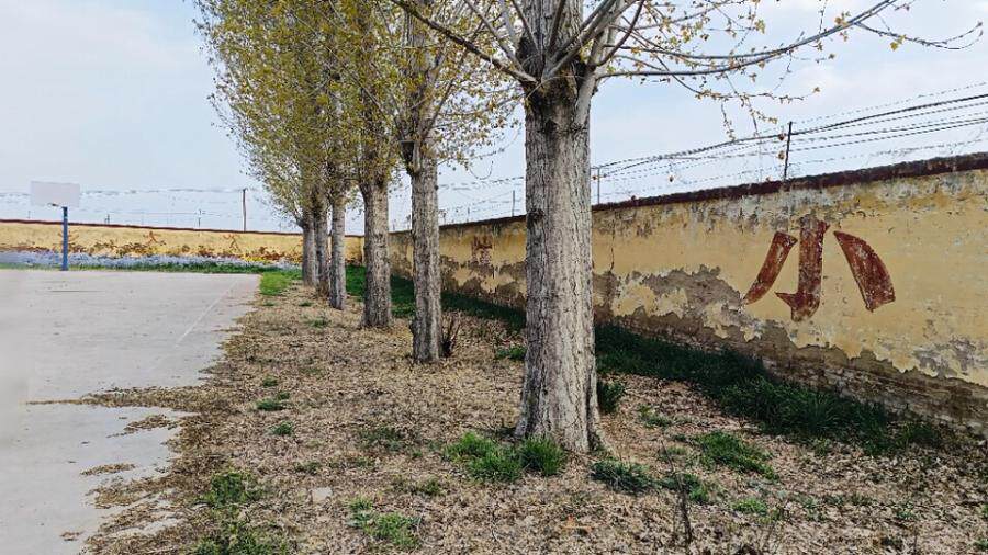 位于临清市青年办事处中学院内的杨树71棵