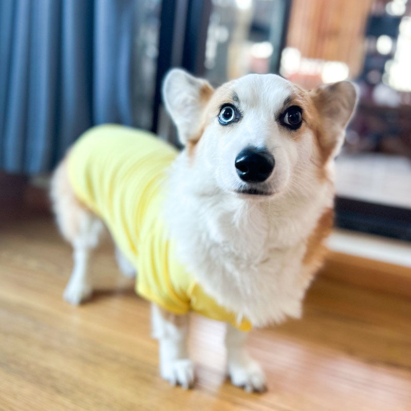 柯基衣服夏季薄款柴犬腊肠犬中型幼犬夏天透气防掉毛宠物狗狗夏装
