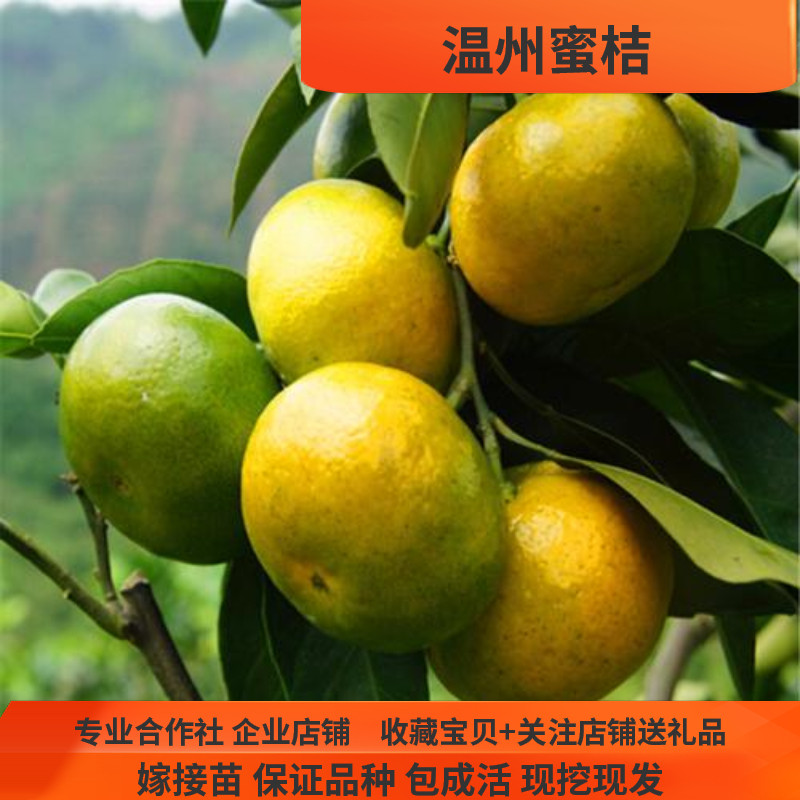 早熟宫川蜜桔树苗国庆一号早熟温州蜜桔苗橘子树苗蜜桔苗柑橘苗